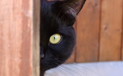 Curious