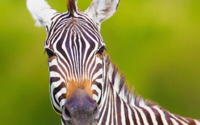 Stop & Eat Grass